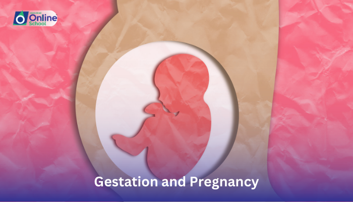 Lesson 13: Differentiation Between Gestation and Pregnancy